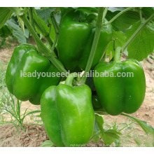SP01 NG f1 sementes híbridas de pimentão verde em sementes vegetais
